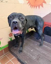 Shelter Stray Male Dog last seen , 31044 Charlie Canyon Rd, Castaic, CA 91384, USA