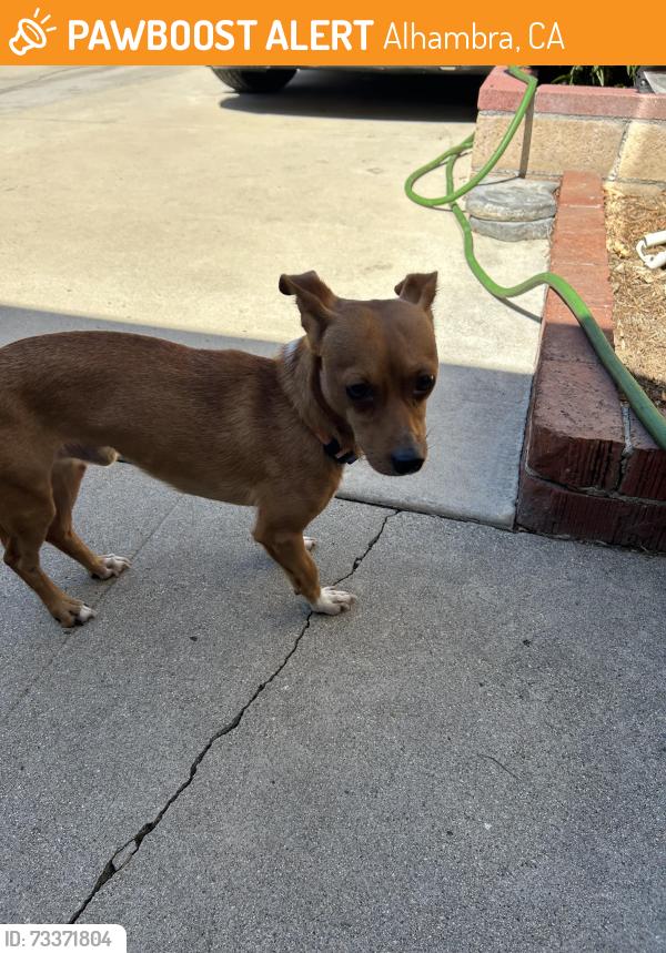 Found/Stray Male Dog last seen Sarazen Drive, Alhambra, California, Alhambra, CA 91803