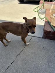 Found/Stray Male Dog last seen Sarazen Drive, Alhambra, California, Alhambra, CA 91803