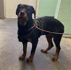 Shelter Stray Male Dog last seen 22ND ST & 67TH AVE, 2127 Front St, Sacramento, CA 95818, USA