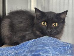 Shelter Stray Unknown Cat last seen Near BLOCK FAIRFIELD LN, PUEBLO CO 81005, 4600 Eagleridge Pl, Pueblo, CO 81008, USA