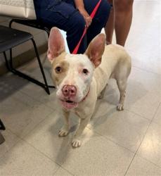 Shelter Stray Female Dog last seen OAKWOOD AVE, 4950 SW Triana Blvd, Huntsville, AL 35805, USA