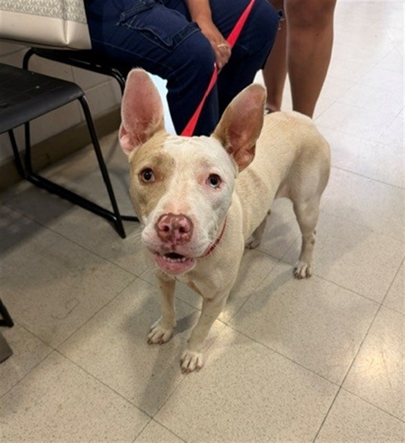 Shelter Stray Female Dog last seen OAKWOOD AVE, 4950 SW Triana Blvd, Huntsville, AL 35805, USA