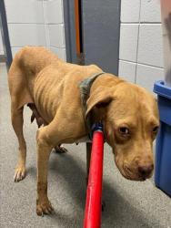 Shelter Stray Female Dog last seen Near BLOCK TEAGUE ROAD BROWNSBORO, 4950 SW Triana Blvd, Huntsville, AL 35805, USA