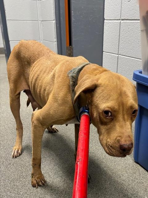 Shelter Stray Female Dog last seen Near BLOCK TEAGUE ROAD BROWNSBORO, 4950 SW Triana Blvd, Huntsville, AL 35805, USA