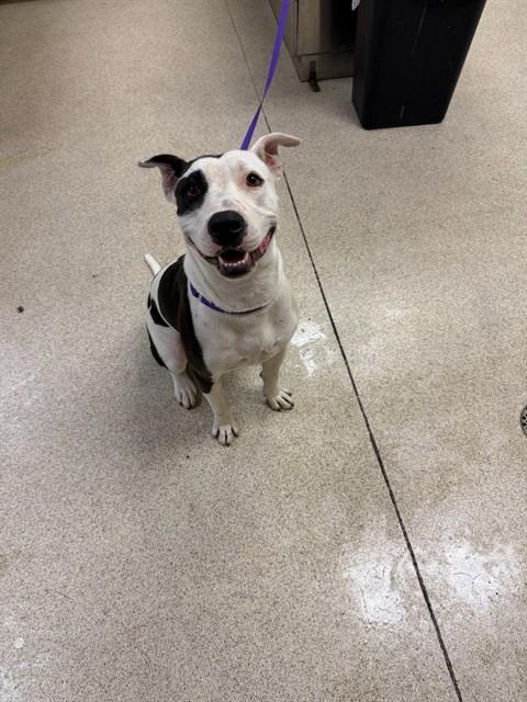 Shelter Stray Female Dog last seen CYPRESS\\VAN BUREN BLVD, RIVERSIDE, CA, 6851 Van Buren Boulevard, Jurupa Valley, CA 92509, USA