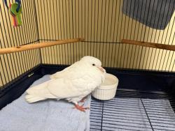 Shelter Stray Unknown Bird last seen Near BLOCK 266TH PL SE, SAMMAMISH WA 98075, 21615 64th Ave S, Kent, WA 98032, USA