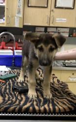 Shelter Stray Male Dog last seen Near BLOCK HAINES ST, PERRIS CA 92570, 6851 Van Buren Boulevard, Jurupa Valley, CA 92509, USA