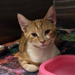 Shelter Stray Female Cat last seen , 232 Eslinger Way, Sanford, FL 32773, USA
