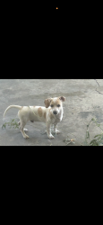 Reunited Male Dog last seen Near Almeria Ave, Fontana, CA 92336, USA, Fontana, CA 92336