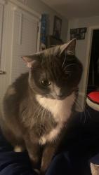 Reunited Female Cat last seen Regional Athletic Complex, Thurston County, WA 98513