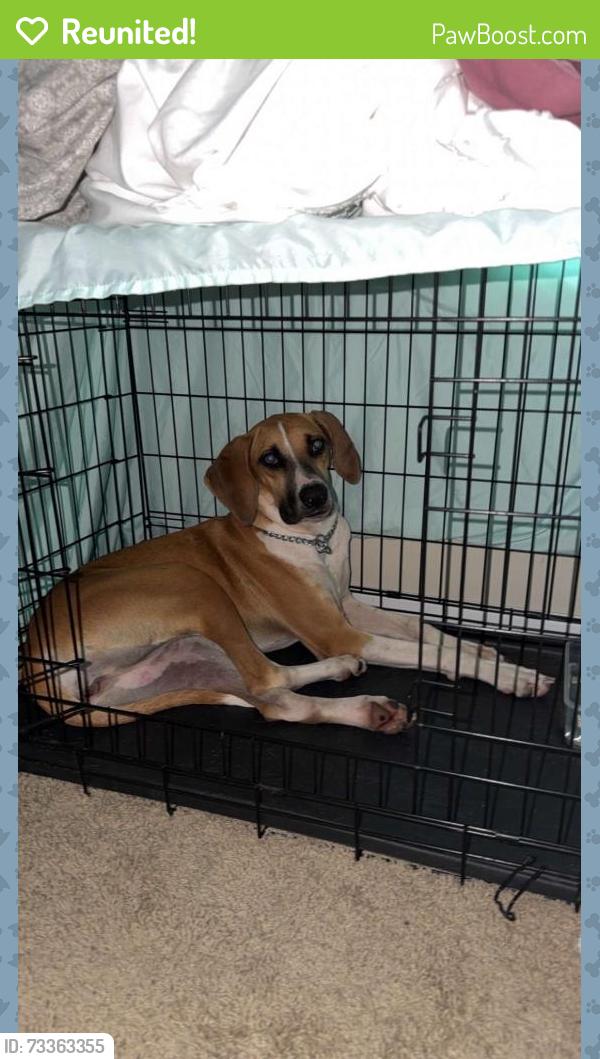 Reunited Female Dog last seen Colony cove Ellenton fl, Ellenton, FL 34222