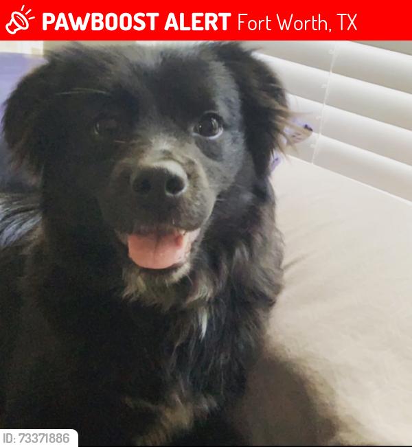 Lost Female Dog last seen Ray white and Alta vista rd, Fort Worth, TX 76244