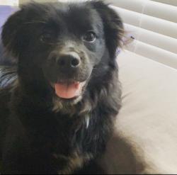 Lost Female Dog last seen Ray white and Alta vista rd, Fort Worth, TX 76244