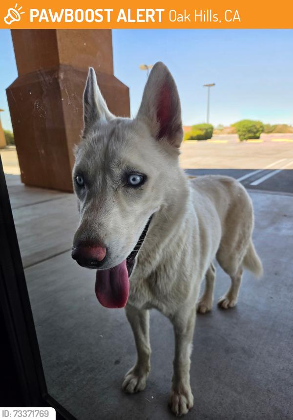Found/Stray Male Dog last seen Phelan Rd and Aster Rd Oakhills, Oak Hills, CA 92344