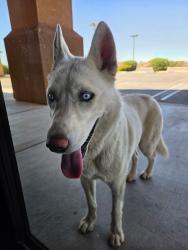 Found/Stray Male Dog last seen Phelan Rd and Aster Rd Oakhills, Oak Hills, CA 92344