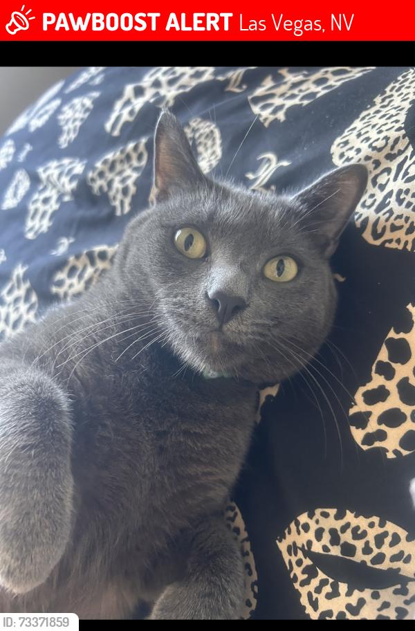 Lost Male Cat last seen Craig tanaya & Alexander area, Las Vegas, NV 89129