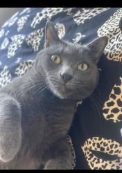 Lost Male Cat last seen Craig tanaya & Alexander area, Las Vegas, NV 89129