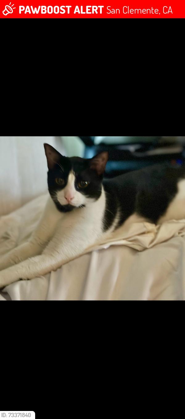 Lost Male Cat last seen West Avenida gaviota, San Clemente, CA 92672