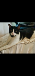 Lost Male Cat last seen West Avenida gaviota, San Clemente, CA 92672