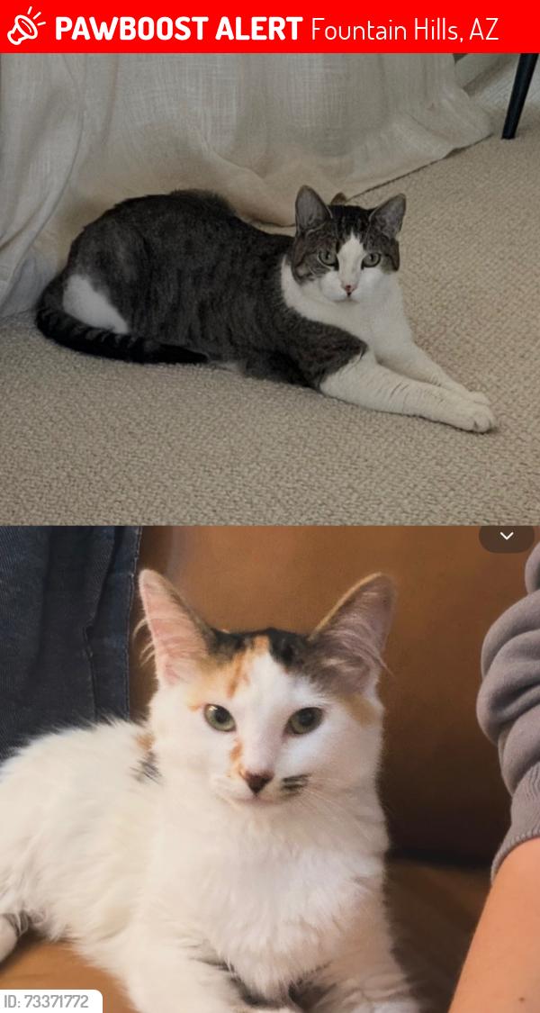 Lost Female Cat last seen Shea, Fountain Hills, AZ 85268