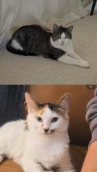 Lost Female Cat last seen Shea, Fountain Hills, AZ 85268