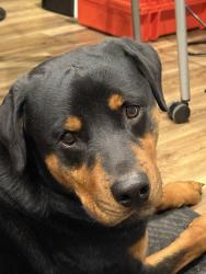Lost Male Dog last seen Community Across from Dollar General and Behind Storage Units, Baltimore, MD 21215