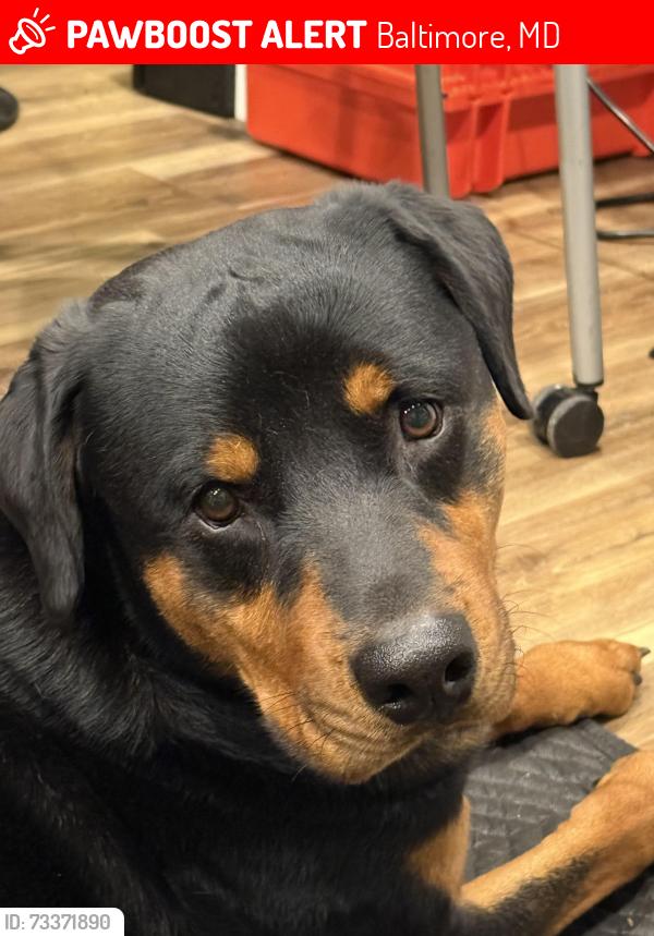 Lost Male Dog last seen Community Across from Dollar General and Behind Storage Units, Baltimore, MD 21215