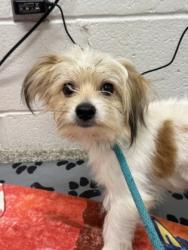 Shelter Stray Male Dog last seen Near Appleton st, 21217, MD, 2490 Giles Rd, Baltimore, MD 21225, USA