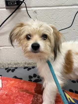 Shelter Stray Male Dog last seen Near Appleton st, 21217, MD, 2490 Giles Rd, Baltimore, MD 21225, USA
