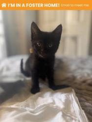 Shelter Stray Male Cat last seen Near Aisquith, 21218, MD, 2490 Giles Rd, Baltimore, MD 21225, USA