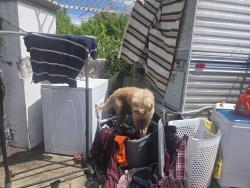 Found/Stray Male Dog last seen Sw 136th ST & 205th AVE, Miami-Dade County, FL 33196