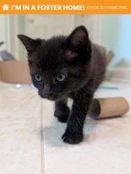Shelter Stray Female Cat last seen Near S Ann St, 21231, MD, 2490 Giles Rd, Baltimore, MD 21225, USA