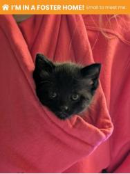 Shelter Stray Female Cat last seen Near S Ann St, 21231, MD, 2490 Giles Rd, Baltimore, MD 21225, USA