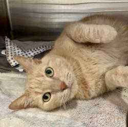 Shelter Stray Male Cat last seen Near Aisquith, 21202, MD, 2490 Giles Rd, Baltimore, MD 21225, USA