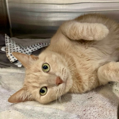 Shelter Stray Male Cat last seen Near Aisquith, 21202, MD, 2490 Giles Rd, Baltimore, MD 21225, USA