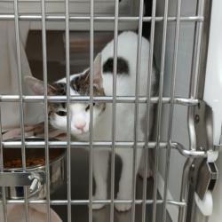 Shelter Stray Female Cat last seen Near S Mount St, 21223, MD, 2490 Giles Rd, Baltimore, MD 21225, USA