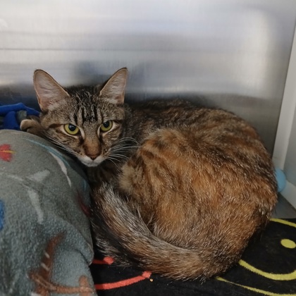 Shelter Stray Female Cat last seen Near Woodbourne Ave, 21239, MD, 2490 Giles Rd, Baltimore, MD 21225, USA