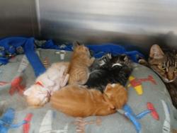 Shelter Stray Male Cat last seen Near Woodbourne Ave, 21239, MD, 2490 Giles Rd, Baltimore, MD 21225, USA