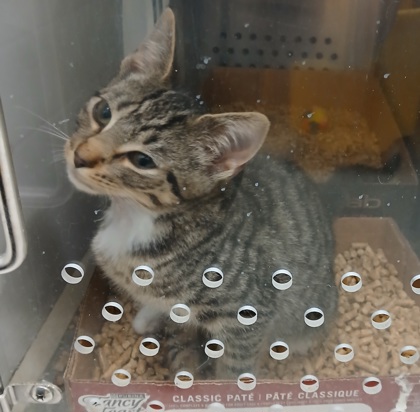 Shelter Stray Female Cat last seen Near Claremont St, 21224, MD, 2490 Giles Rd, Baltimore, MD 21225, USA