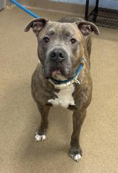 Shelter Stray Male Dog last seen Near Gentrys Walk Chamblee, GA 30341, 30341, GA, 3280 Chamblee Dunwoody Rd, Chamblee, GA 30341, USA