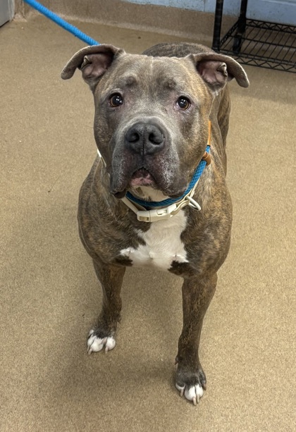 Shelter Stray Male Dog last seen Near Gentrys Walk Chamblee, GA 30341, 30341, GA, 3280 Chamblee Dunwoody Rd, Chamblee, GA 30341, USA