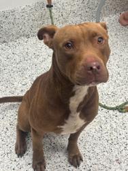 Shelter Stray Male Dog last seen Near bishop rd, South Fulton, GA, 1251 Fulton Industrial Blvd NW, Atlanta, GA 30336, USA
