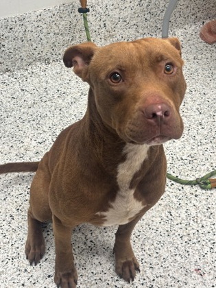 Shelter Stray Male Dog last seen Near bishop rd, South Fulton, GA, 1251 Fulton Industrial Blvd NW, Atlanta, GA 30336, USA