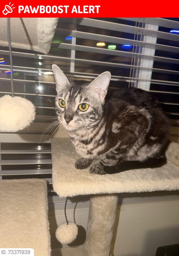Lost Male Cat last seen Highway 76, San Diego County, CA 92082