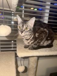 Lost Male Cat last seen Highway 76, San Diego County, CA 92082