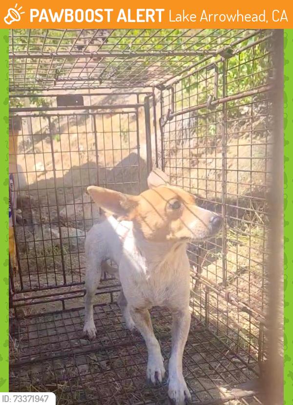 Found/Stray Female Dog last seen Hwy 18, Lake Arrowhead, CA 92385