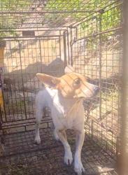 Found/Stray Female Dog last seen Hwy 18, Lake Arrowhead, CA 92385