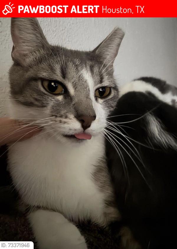 Lost Female Cat last seen hollow tree lane apmts, Houston, TX 77090