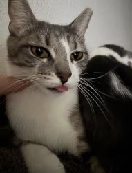 Lost Female Cat last seen hollow tree lane apmts, Houston, TX 77090